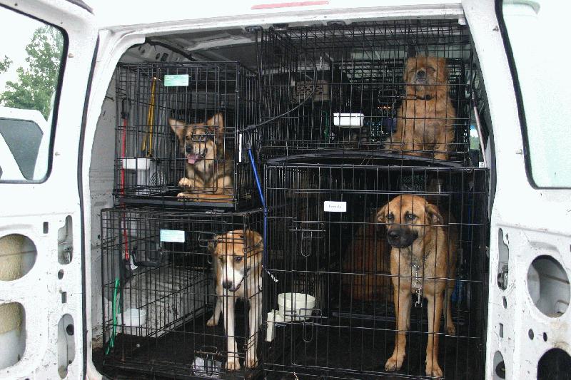 Dog Rescue Transport